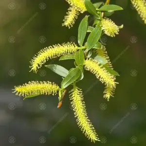 Salix Chrysocoma Tree - Cascading Yellow Branches, Hardy (5-6ft)