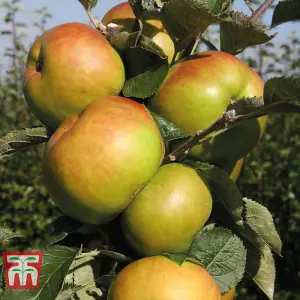 Apple (Malus) Bramleys Seedling (M27) 1 Bare Root Tree