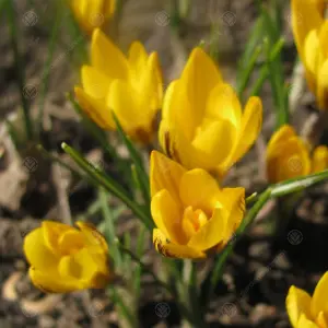 Crocus Fuscotinctus Flowering Bulbs (50 Pack)