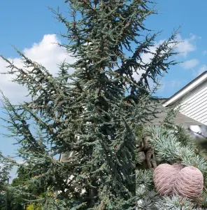 Cedrus Atlantica Glauca Blue Atlas Cedar Tree 3ft Tall Supplied in a 3 Litre Pot