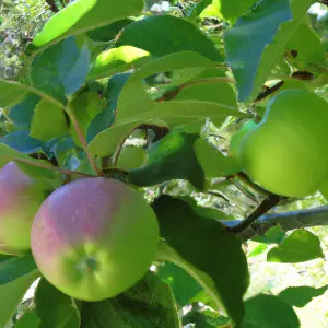 Lincolnshire Fruits Discovery Bareroot Apple 7 Litre Tree