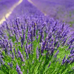 Large Lavender and Rosemary Herb Plants - In 14cm Pots - Ready to Plant