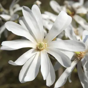 White Magnolia stellata Star Magnolia Flowering Shrub in a 9cm Pot