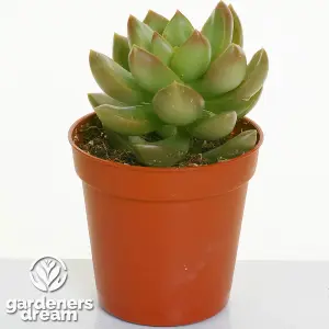 Echeveria Mix - Expansive Collection of 20 Succulents, Perfect for Varied Arrangements, Easy-Care (5-10cm)