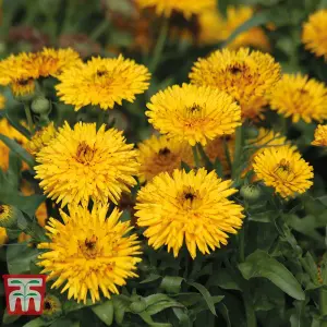 Calendula officinalis Calexis Yellow 1 Seed Packet (50 Seeds)