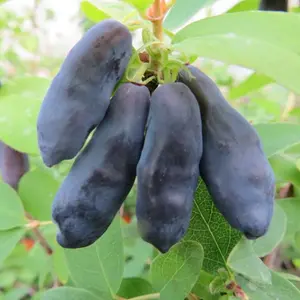 Honeyberry Blue Banana - Lonicera caerulea edulis, Edible and Delicious Honeyberries (30-50cm Height Including Pot)