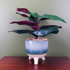 Large Artificial Ficus Plant with Teal Blue Green Ceramic Planter Botanik