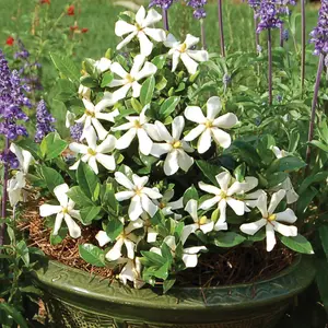 Gardenia jasminoides Pinwheel in a 9cm pot