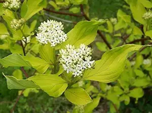 2-3ft Native Hedging Dogwood (Cornus Sanguinea) Bare Root Hedging Plants Tree Whips - Pack of 10