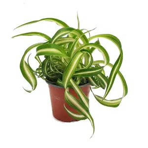 House Plant - Curly Spider Plant - Bonnie - 12 cm Pot size - 20-30 cm Tall - Chlorophytum Comosum - Indoor Plant