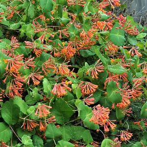 Lonicera Dropmore Scarlet Garden Plant - Vibrant Red and Orange Flowers, Compact Size (20-30cm Height Including Pot)