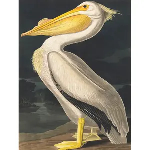 Audubon Style Vintage Detailed Pelican Bird - Print Unframed / 40.5cm H x 30.5cm W x 0.2cm D