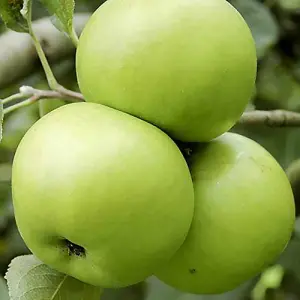 Bramley Apple Patio Fruit Tree in a 5L Pot Grow Your Own Fruit Tree in Gardens Grow Your Own Apples