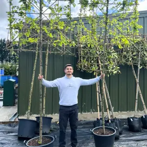 Hornbeam Pleached Tree with Staking Kit - 180cm Stem and 10cm Girth