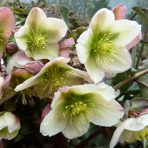 Helleborus 'Winter Moonbeam': Refined Winter Beauty, 3L Pot (20-30cm)