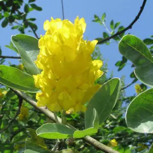 Cytisus Yellow Tail Tree - Bright Yellow Flowers, Pineapple Scented, Hardy (5-6ft)