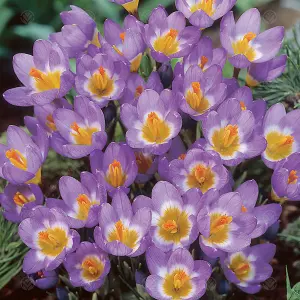 Crocus Sieberi Tricolour Flowering Bulbs (50 Pack)