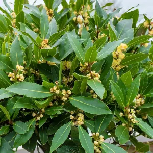 Bay - Laurus Nobilis Bush 10.5cm Potted Plant x 3