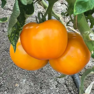 Tomato Lemonita F1 1 Seed Packet