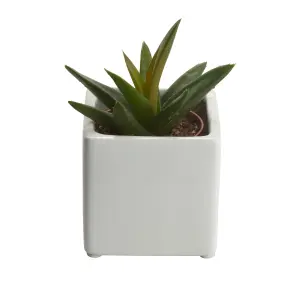 GoodHome Square Succulent in Assorted Ceramic Decorative pot 5.5cm