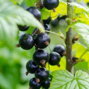 Lincolnshire Fruits Ben Hope Potted 3 Litre Blackcurrants