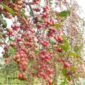 Malus Gorgeous Tree - Crab Apple Tree, Pinkish-White Spring Blossoms, Low Maintenance (5-6ft)