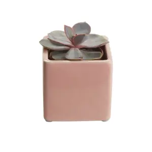 GoodHome Square Succulent in Assorted Ceramic Decorative pot 5.5cm