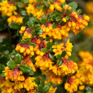 Berberis Nana - Compact Shrub, Vivid Orange Flowers (20-30cm Height Including Pot)