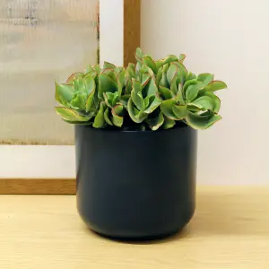 1 x Crassula Curly Green Ripple Jade Money Plant in 12cm Pot - Real Evergreen Succulent Indoor Plant - Eye Catching Houseplant