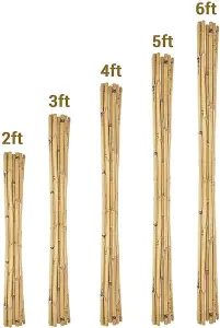 Gardens Large Extra Strong Heavy Duty Home Professional Bamboo Plant Support Garden Privacy Screen 5ft (12 - 14mm) 40 Canes