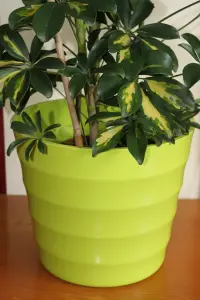 Quality Lime Green Rigid Plastic Plant Pot Cover -Contempory Ridged Design- Ideal to Sit House Plants In- Diameter 28cms