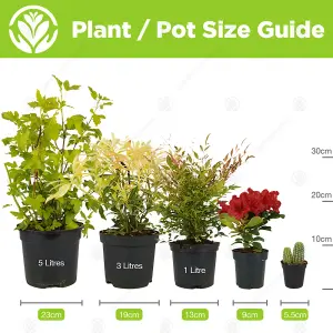 Succulent Plant Mix - Indoor Plant Mix for Home Office, Kitchen, Living Room in Pots (10 plants)