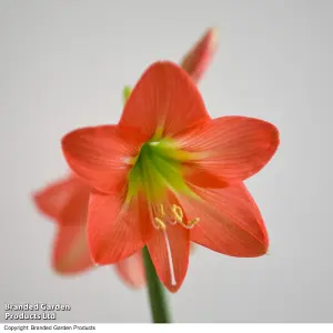 Gift Amaryllis hippeastrum Colibri Rascal 10cm Pot x 1