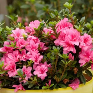 1 x Azalea Empress - Rare Evergreen Japanese Azalea in 9cm Pot - Ready to Plant