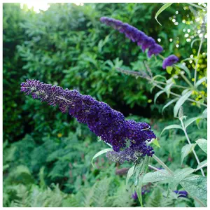 3 Buddleia davidii 'Black Knight' In 9cm Pots Buddleja Butterfly Bushes 3FATPIGS