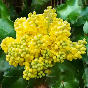 Mahonia Aquifolium - Vibrant Yellow Blooms for Shaded Gardens (20-30cm Height Including Pot)