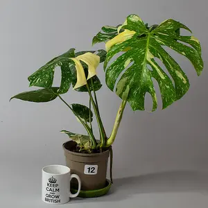 Monstera Thai Constellation -Variegated Cheese Plant, Rare House Plants in a 15cm Growers Pot