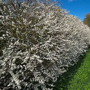 Blackthorn Hedge Prunus spinosa Set of 25 Bare Root Hedges 40-60cm tall