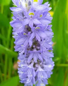 Lincolnshire Pond Plants Ltd Marginal Plants - Pond Plants (Pontederia Cordata 'Giant')  - 2x Plants and 2 Pots & compost