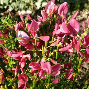 Cytisus Hollandia, Garden Broom Plant for UK Gardens (15-25cm Height Including Pot)