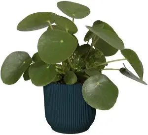 11cm Vibes Fold Round Flower Pot - Blue