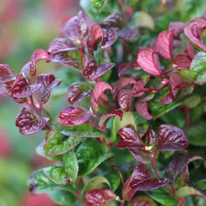 Leucothoe Curly Red Plant in 2L Pot with Hessian Gift Wrap - Dog Hobble Evergreen Shrub - Easy to Grow Christmas Gardening Gift