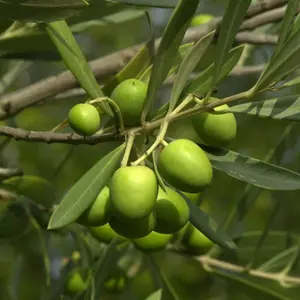 2 x Olive Trees with Mature Stems - Outdoor 'Olea Europa' in a 14cm Pot