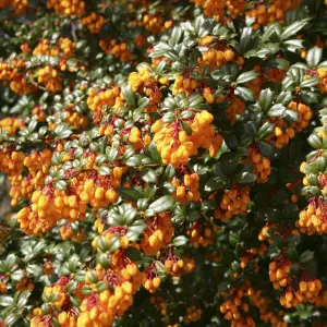 Berberis Nana - Compact Shrub, Vivid Orange Flowers (20-30cm Height Including Pot)