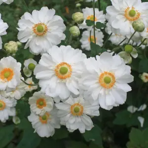 Anemone Whirlwind - Elegant White Double Blooms, Compact Size (15-30cm Height Including Pot)