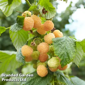 Raspberry (Rubus) Twotimer Sugano Yellow 9cm Potted Plant x 1