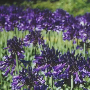 Black Pantha African Lily Perennials Flowering Plants Agapanthus 2L Pot