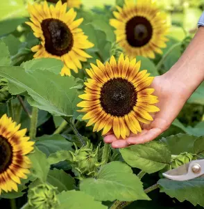 Helianthus annus Sunflower Tiger Eye F1 1 Packet (12 Seeds)