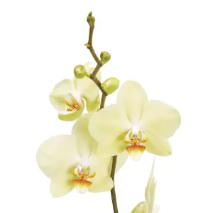 GoodHome Single Stem Moth orchid in Assorted Ceramic Decorative pot 12cm