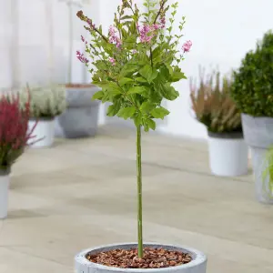 Syringa Minuet Patio Tree - Stunning Variety, Ideal for UK Gardens, Compact Size (2-3ft)